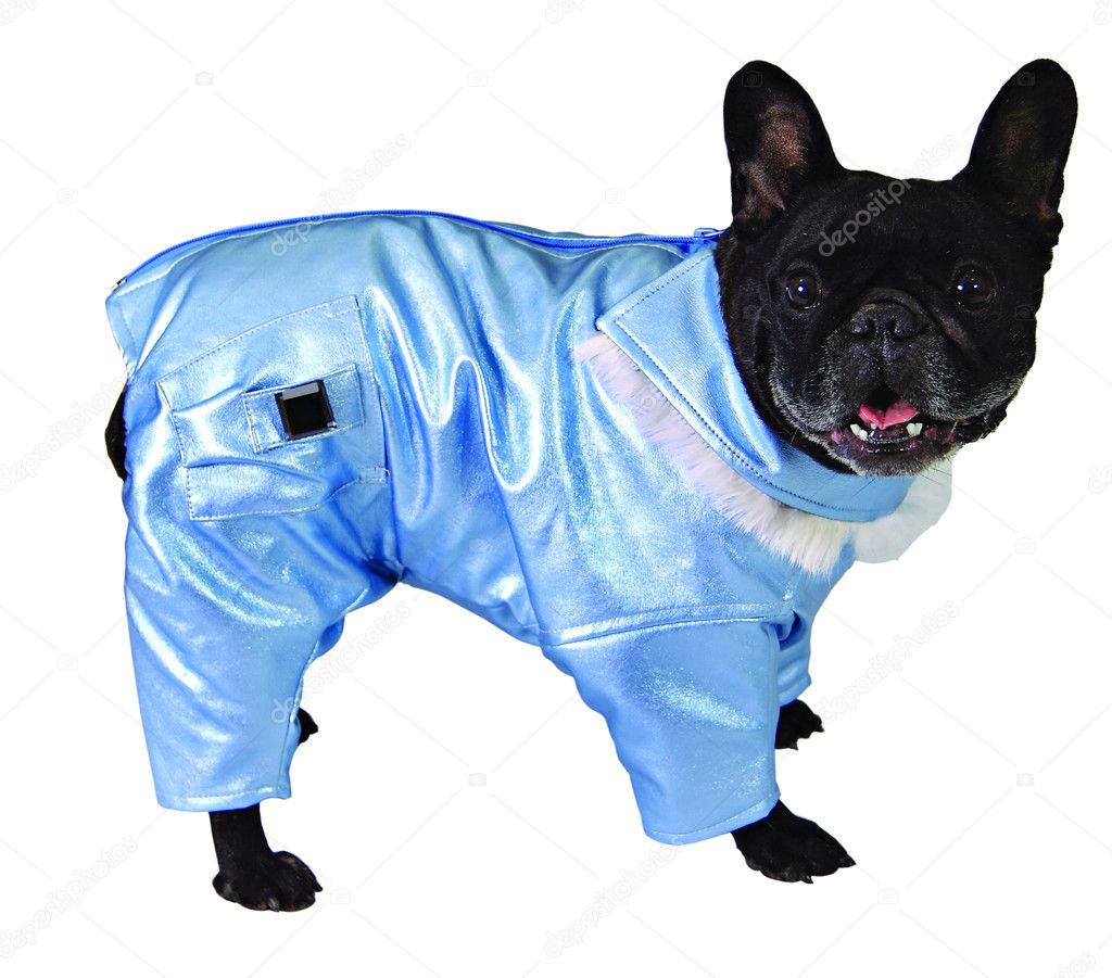 Dog in blue suit