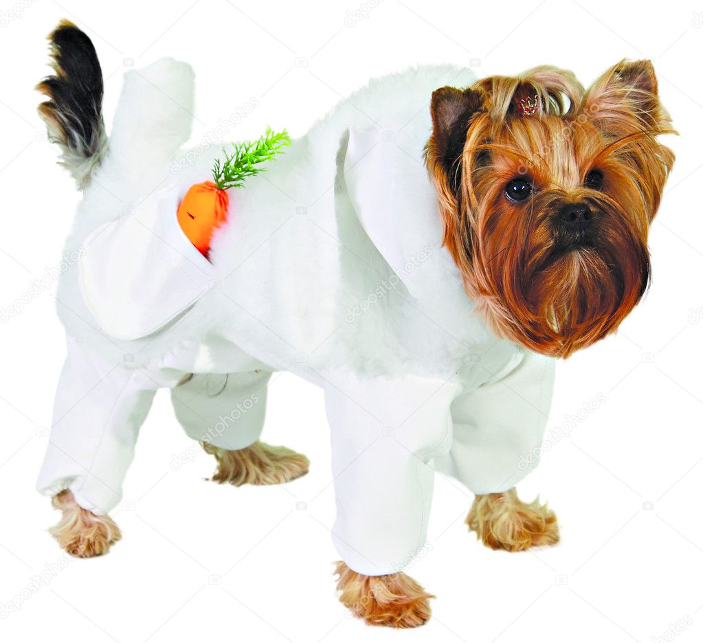 Dog in white rabbit suit