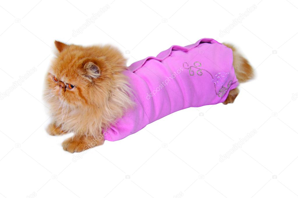 Persian cat in pink sweater