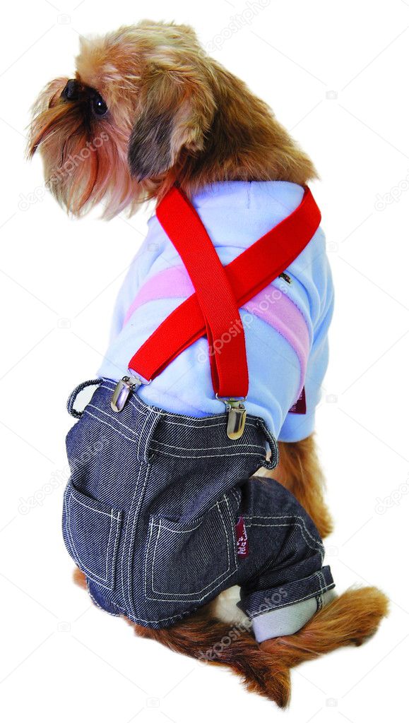 Dog in jeans and sweater