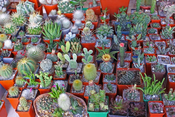 Kaktusy — Stock fotografie