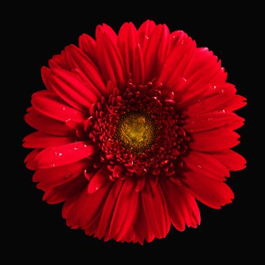 Red gerbera clipart