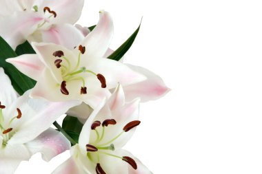 White lily clipart