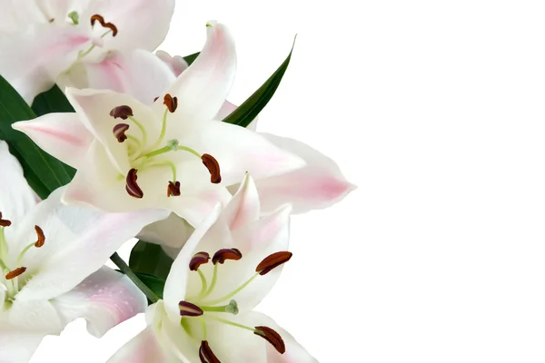 Lily putih — Stok Foto