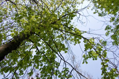 akçaağaç ağaç dalı bahar
