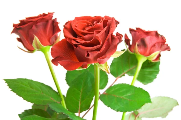 Rosa rossa sul bianco — Foto Stock