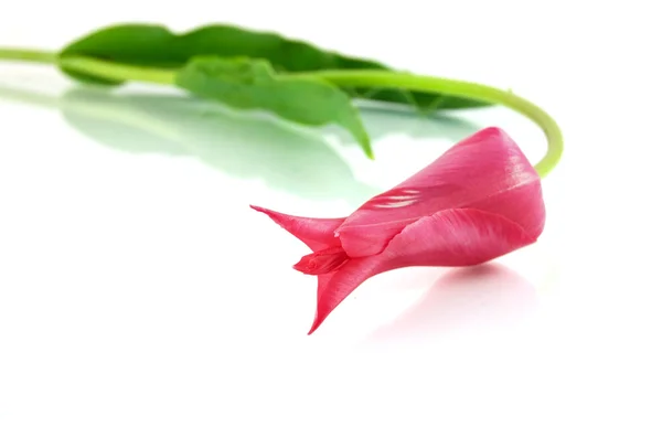 Pink tulipan isoleret på hvid - Stock-foto