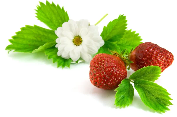 stock image Strawberry isolated on white background