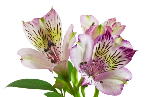 Krásná orchidej izolovaných na bílém — Stock fotografie
