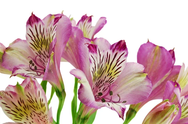 Hermosa orquídea aislada en blanco — Foto de Stock