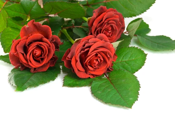 Красная роза на белом — стоковое фото