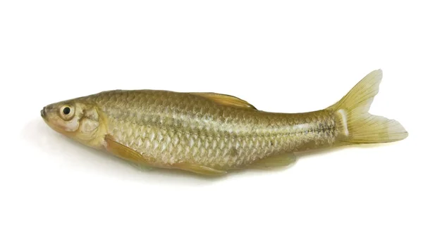 stock image Fish on white background