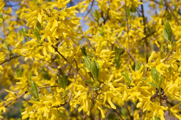 Kwiaty wiosna żółty — Zdjęcie stockowe