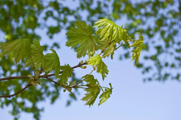 Maple tree branch in spring — Stock Photo, Image