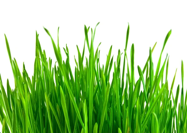 白色背景上孤立的绿草 — 图库照片