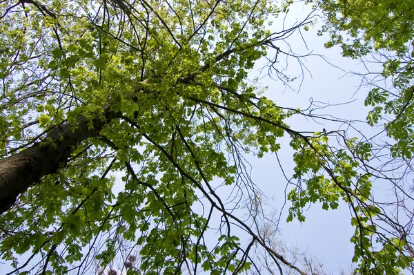 Javor větev stromu na jaře — Stock fotografie