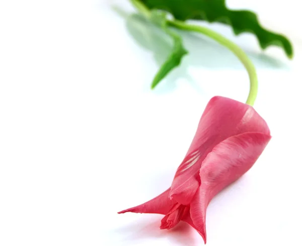 Pink tulipan isoleret på hvid - Stock-foto