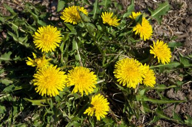 Sarı dandelions