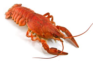 Lobster with Green parsley isolated on w clipart