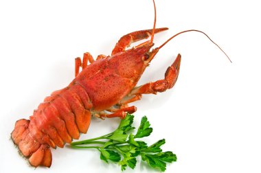 w izole yeşil maydanoz ile ıstakoz