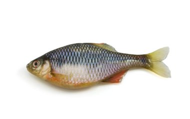 Beyaz arkaplanda balık
