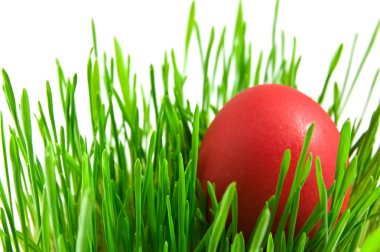 Red easter eggs in green grass with whit clipart