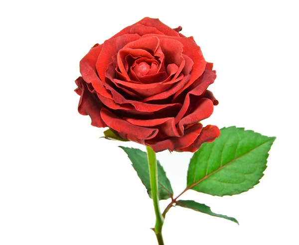 白底红玫瑰 — 图库照片