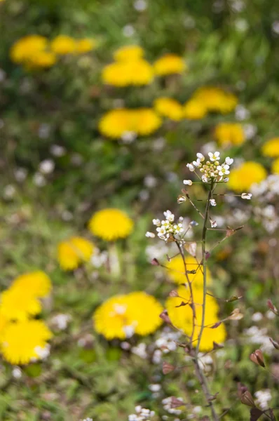 黄色のタンポポの草原 — ストック写真