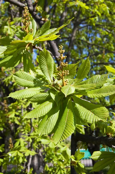 Chestnut young leaves — Stock Photo, Image
