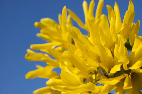 Lente gele bloesem — Stockfoto