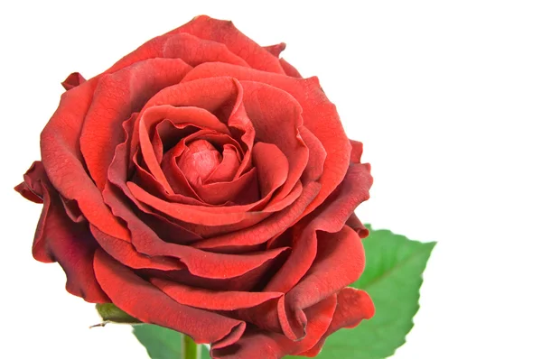 सफेद पर लाल गुलाब — स्टॉक फ़ोटो, इमेज
