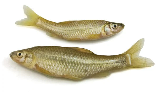 Peixe no fundo branco — Fotografia de Stock
