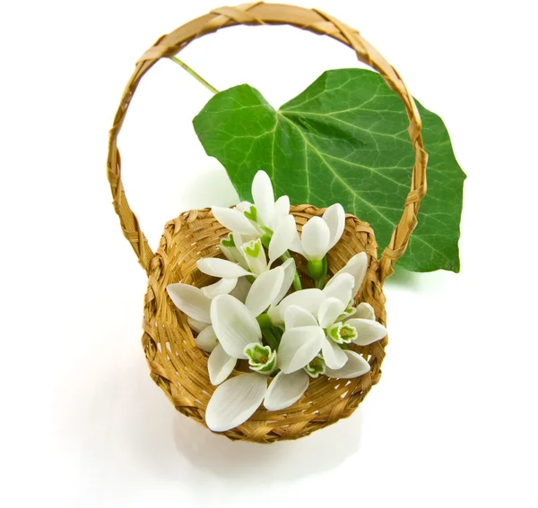 Snowdrop in basket on white background — Stock Photo, Image