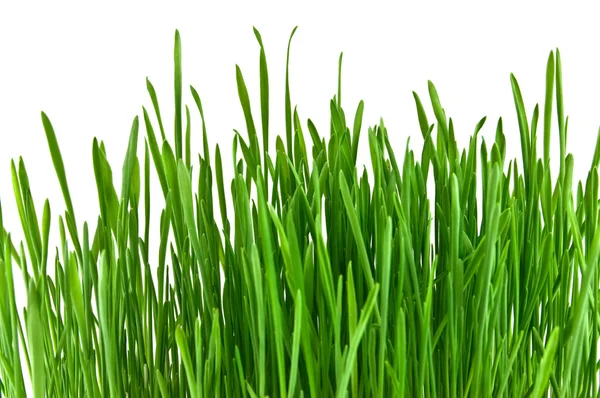 Geïsoleerd groen gras op witte achtergrond — Stockfoto