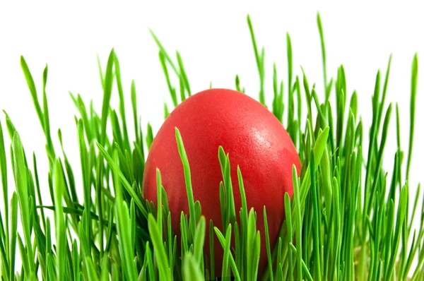 聖霊降臨祭で緑の草で赤のイースターの卵 — ストック写真