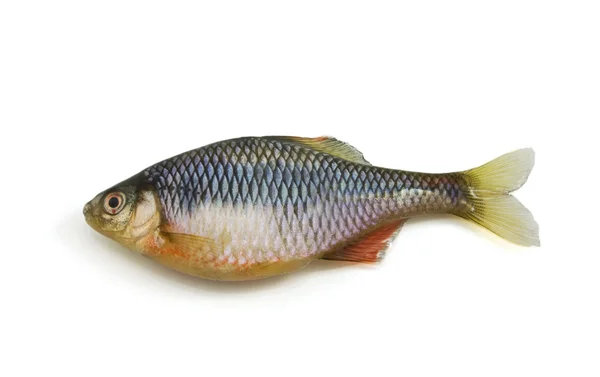 Fish on white background — Stock Photo, Image