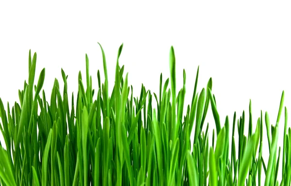 白色背景上孤立的绿草 — 图库照片