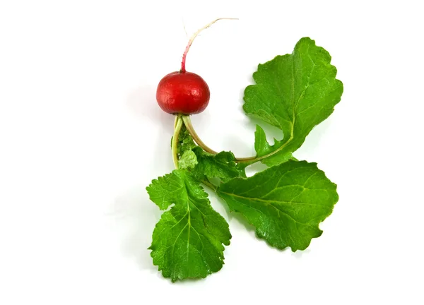 Fresh red radish isolated on a white bac — Stock Photo, Image