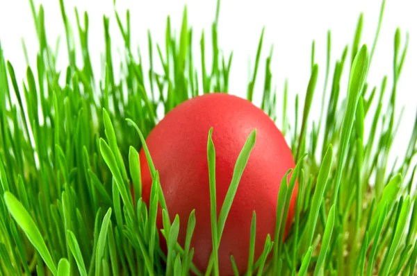 Red easter eggs in green grass with whit — Stock Photo, Image