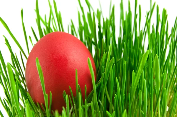 Red easter eggs in green grass with whit — Stock Photo, Image