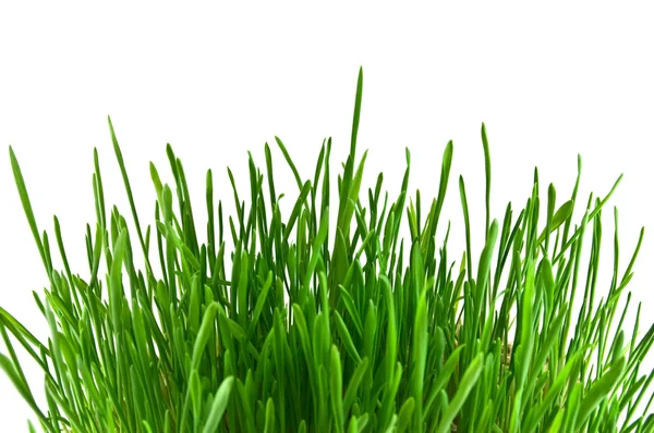 白地に緑の草を隔てる — ストック写真