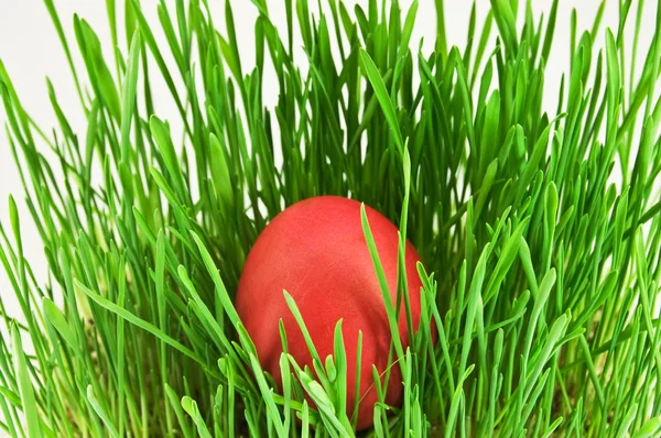 Œufs de Pâques rouges dans l'herbe verte avec du whit — Photo
