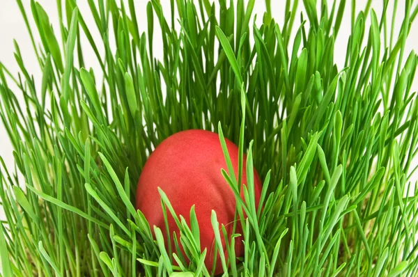 Uova di Pasqua rosse in erba verde con merluzzo — Foto Stock