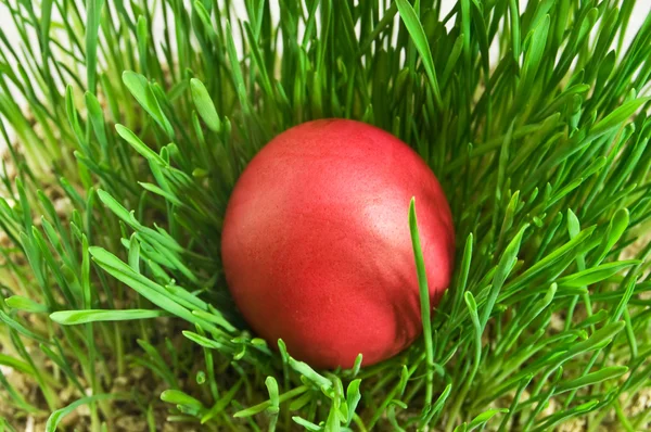 Huevos rojos de Pascua en hierba verde con la parte blanca —  Fotos de Stock