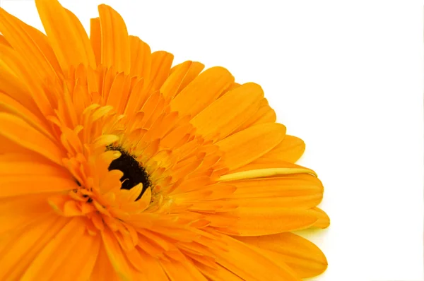 Orange gerber with stem isolated on whit — Stock Photo, Image