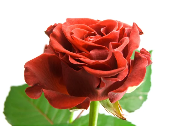 Κόκκινο τριαντάφυλλο στο λευκό — Φωτογραφία Αρχείου