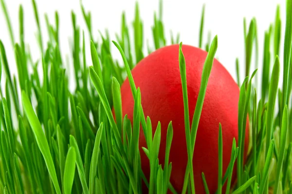 Rode paaseieren in groene gras met whit — Stockfoto