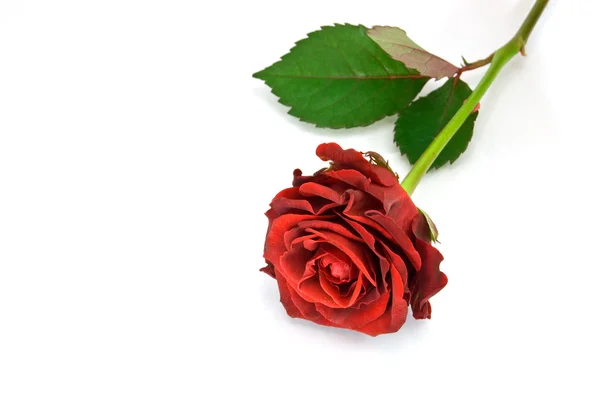 Rosa rossa sul bianco — Foto Stock