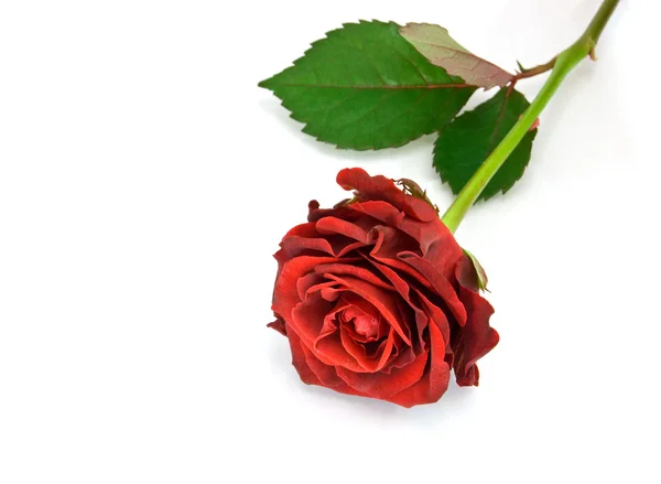 Rose rouge sur le blanc — Photo