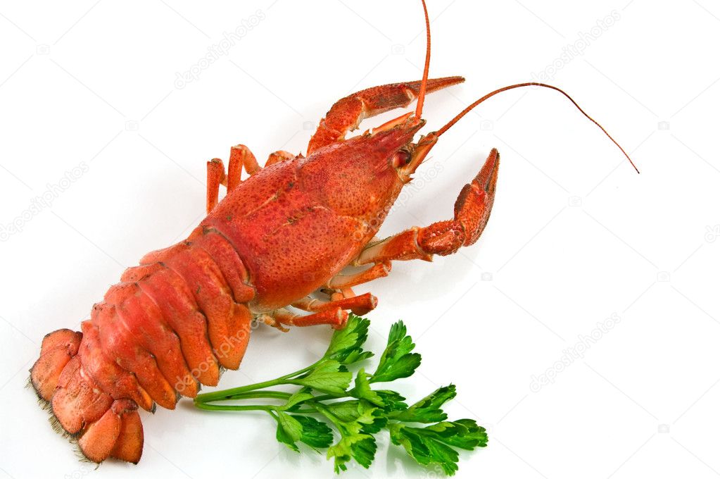 Lobster with Green parsley isolated on w
